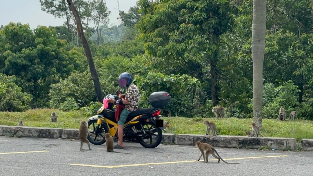 (古城第三版主文)马六甲柏淡那面对猴患问题 邓永森:喂养猴子可被罚500