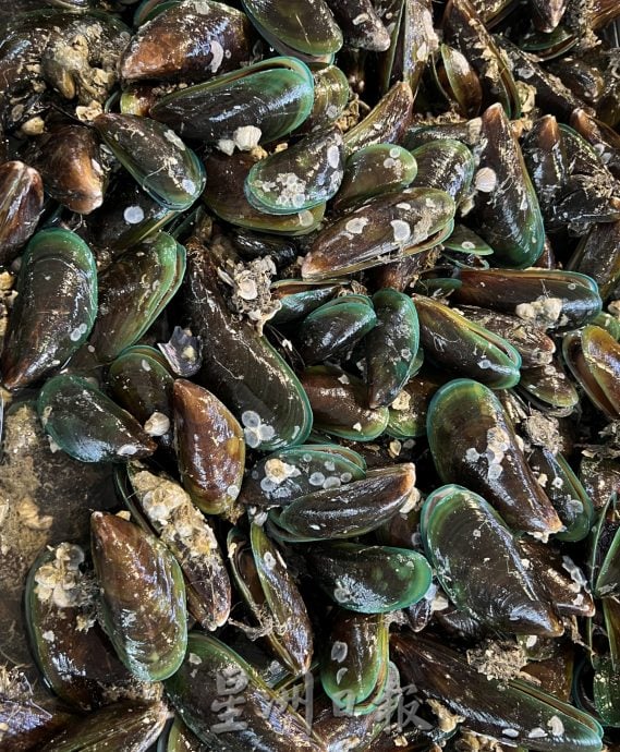 （古城第四版主文）首长劝告勿吃青口或双壳贝类