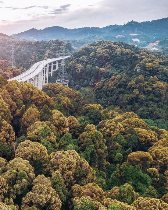  （多图）旅游局分享万绕绕道高架公路美景 “花椰菜山丘”惊艳网民