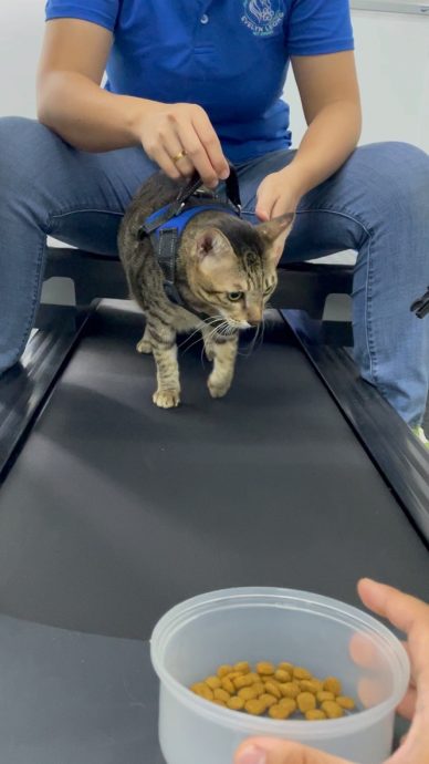 (大北马)宠物的物理治疗