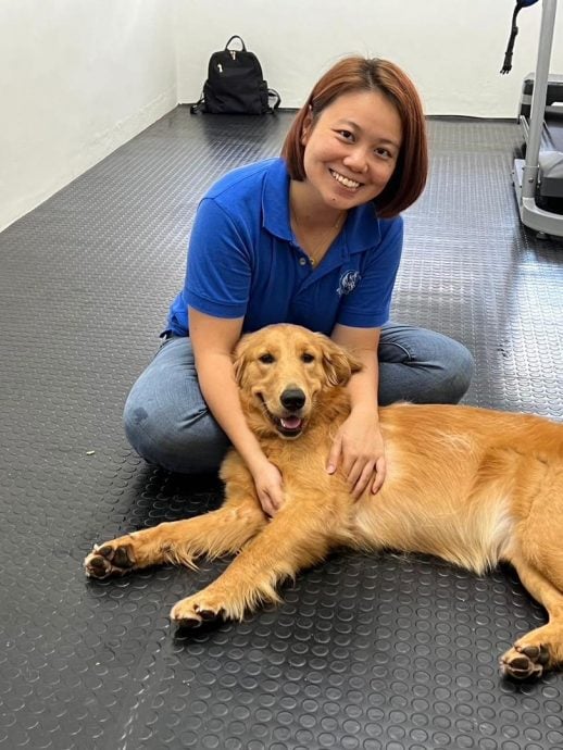 (大北马)宠物的物理治疗