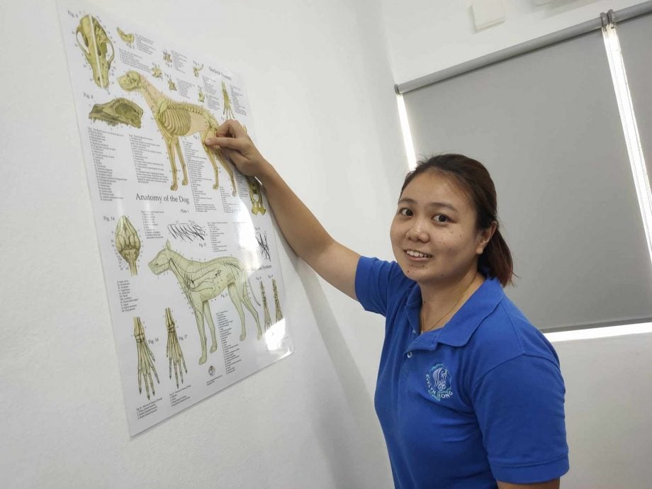 (大北马)宠物的物理治疗