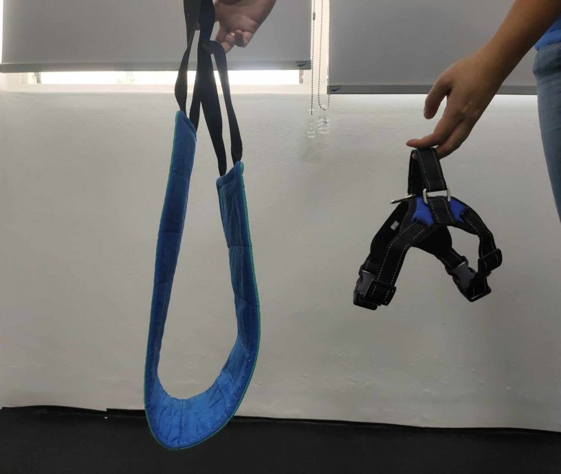 (大北马)宠物的物理治疗