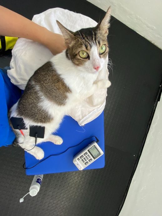 (大北马)宠物的物理治疗