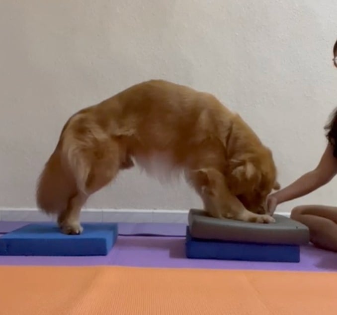 (大北马)宠物的物理治疗