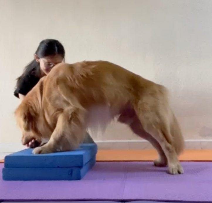 (大北马)宠物的物理治疗