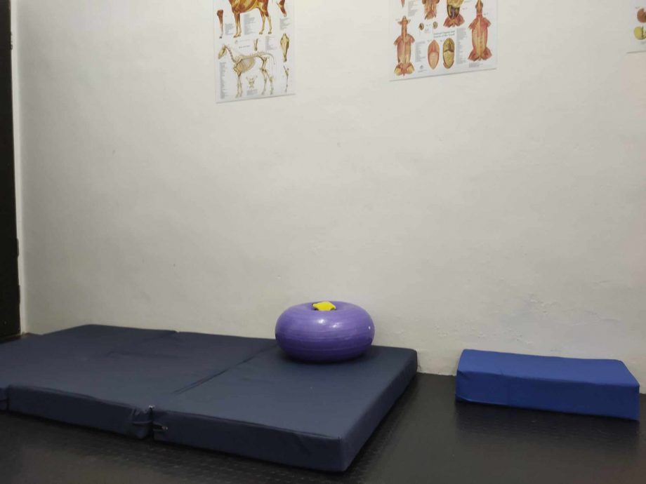 (大北马)宠物的物理治疗