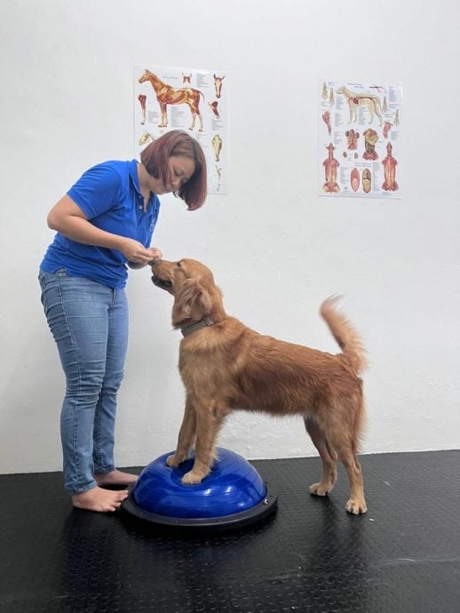 (大北马)宠物的物理治疗