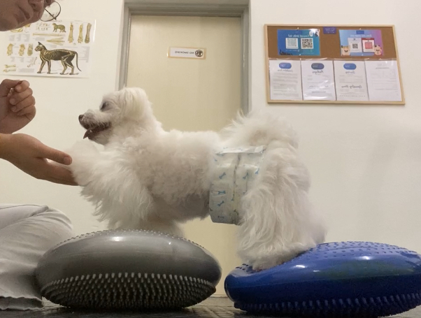 (大北马)宠物的物理治疗