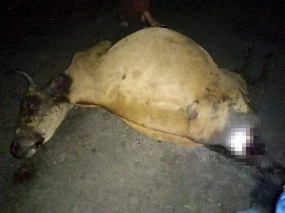 (大北马)怀孕母牛疑被老虎攻击 整个臀部被撕咬