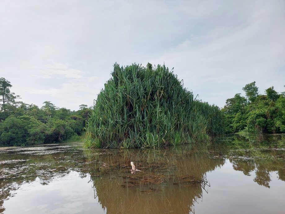 (大北马)渔业局再投放100只金龙鱼成鱼入武吉美拉湖 渔民反映已见幼鱼踪影