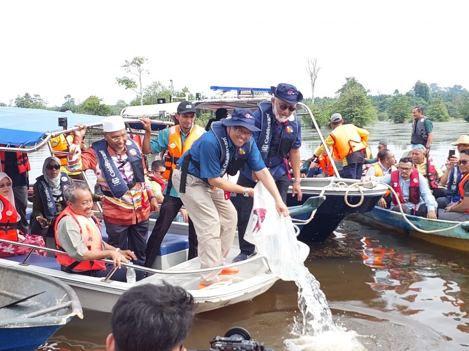 (大北马)渔业局再投放100只金龙鱼成鱼入武吉美拉湖 渔民反映已见幼鱼踪影