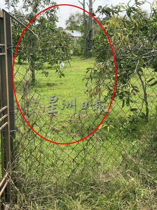 (大北马)玻香甜芒盛产成宵小觑觎目标,巴东勿刹已接5宗偷果案