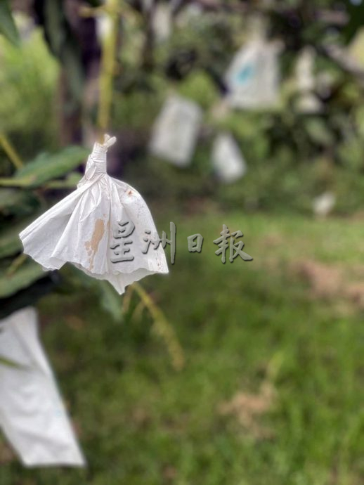 (大北马)玻香甜芒盛产成宵小觑觎目标,巴东勿刹已接5宗偷果案