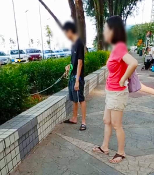 （大北马）让宠物在葛尼湾植物丛排泄，狗主被拍上网遭直斥恶心