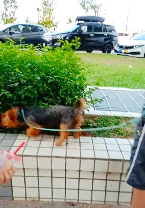 （大北马）让宠物在葛尼湾植物丛排泄，狗主被拍上网遭直斥恶心