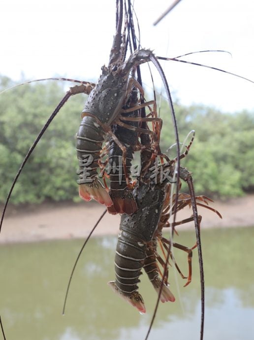 (已签发)柔:【特稿】边佳兰龙虾逐年递减,救龙虾宝宝人人有责,永续发展靠大家