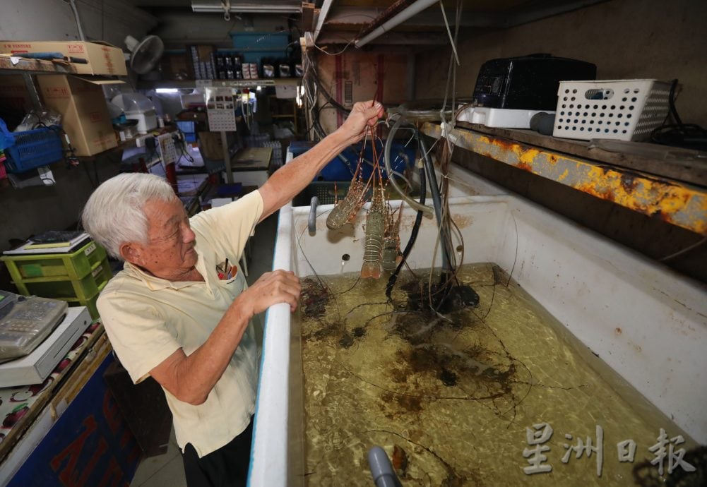 (已签发)柔:【特稿】边佳兰龙虾逐年递减,救龙虾宝宝人人有责,永续发展靠大家