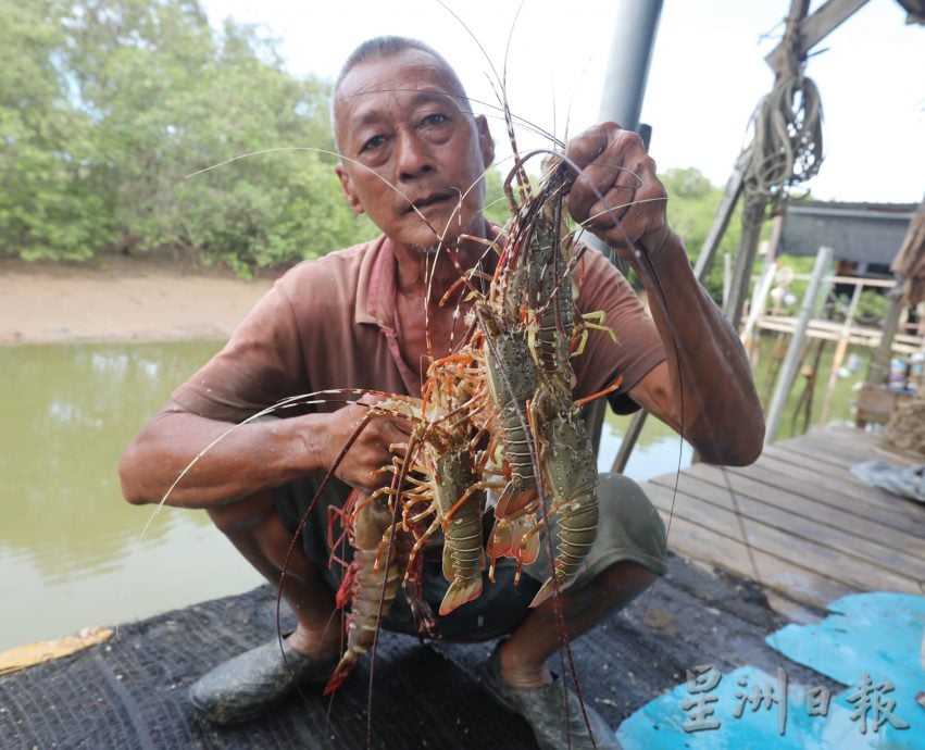 (已签发)柔:【特稿】边佳兰龙虾逐年递减,救龙虾宝宝人人有责,永续发展靠大家