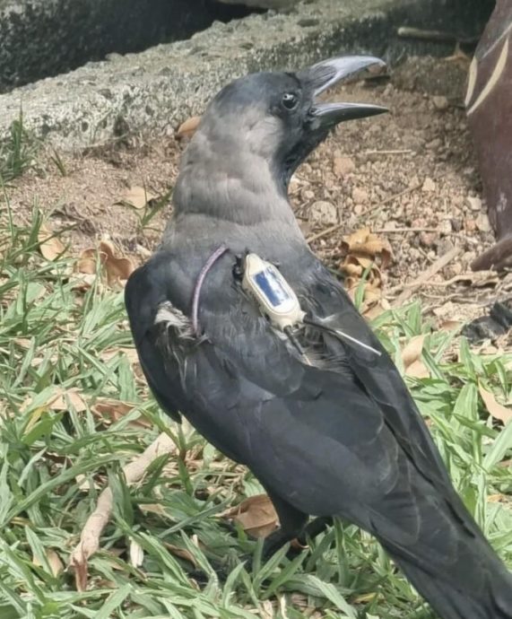 (已签发)柔:狮城二三事:乌鸦戴“追踪器”引热议 狮城公园局:为进行研究