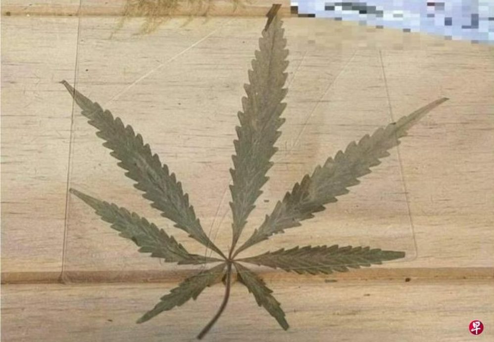 (已签发)柔:狮城二三事:家中藏大麻叶和大麻 狮城46岁男子涉贩毒被捕