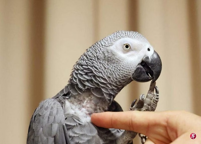 (已签发)柔:狮城二三事:鹦鹉被偷 狮城饲主花2.45万寻回