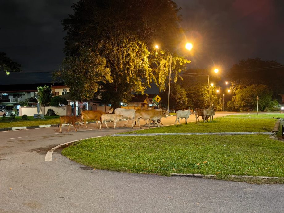 NS主文／捉牛不易，耗时也耗力