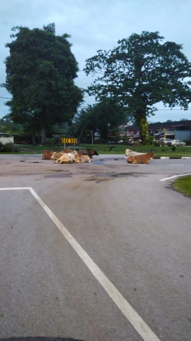 NS主文／捉牛不易，耗时也耗力