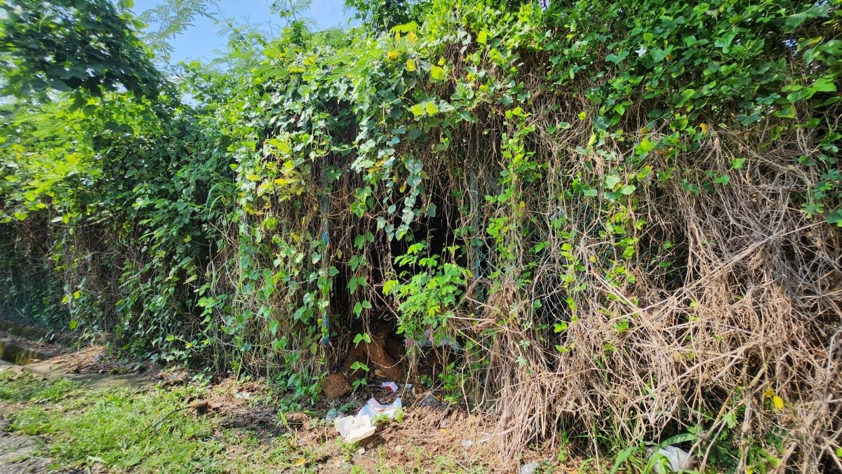 NS芙蓉/万茂新村警察保留地租户没清理 居民住家二度有蛇入屋