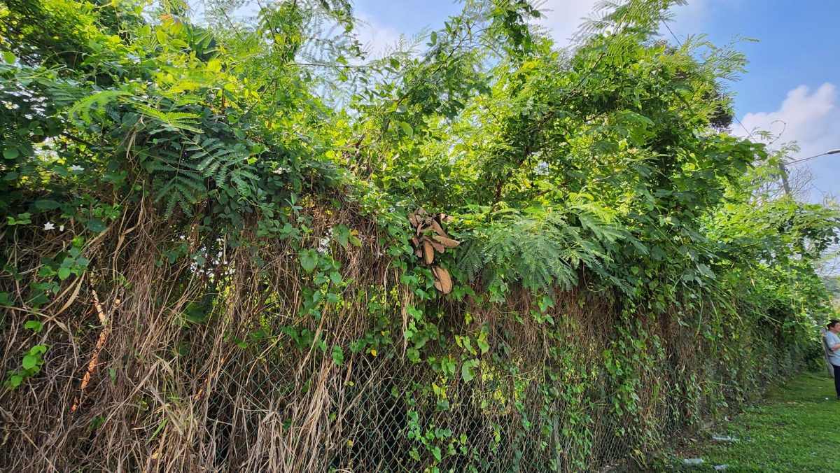 NS芙蓉/万茂新村警察保留地租户没清理 居民住家二度有蛇入屋