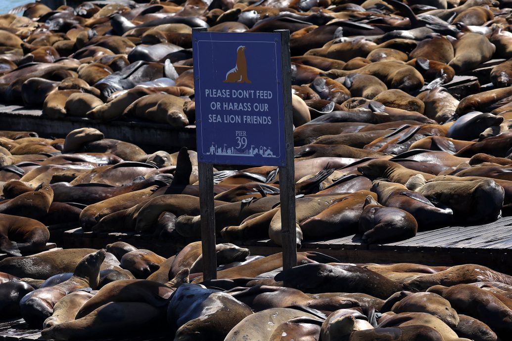 15年来首见! 旧金山渔人码头涌入千只海狮