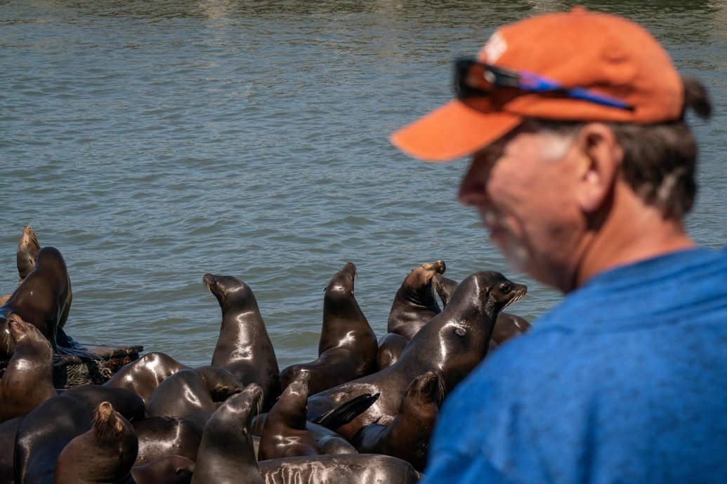 15年来首见! 旧金山渔人码头涌入千只海狮