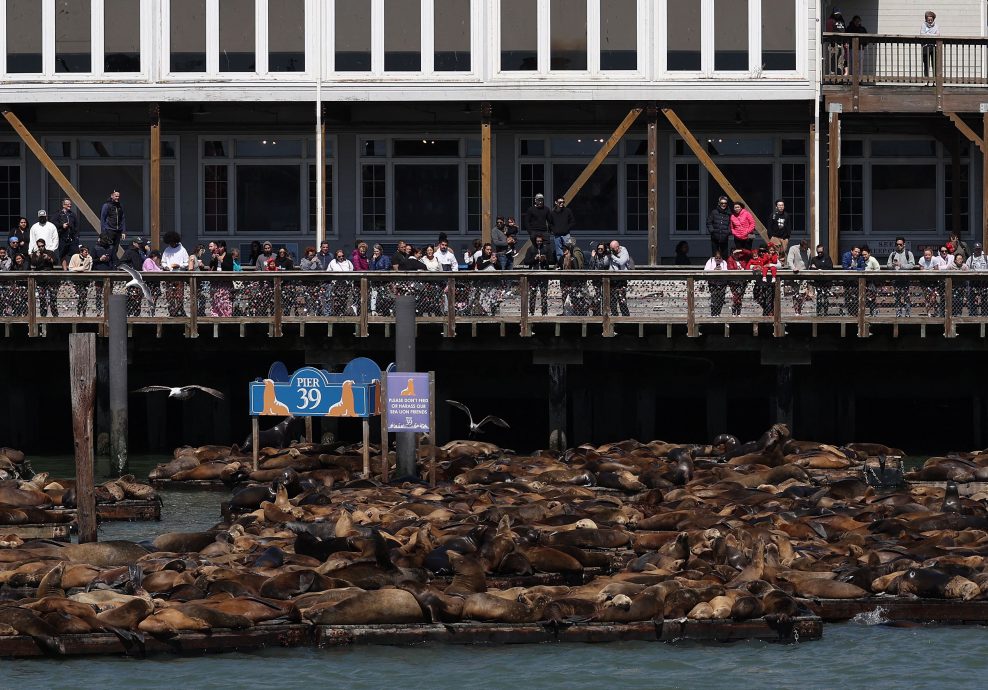 15年来首见! 旧金山渔人码头涌入千只海狮