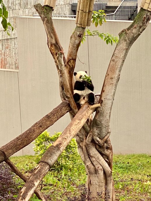 2024年汤尤杯| 成都随笔 带大家走一趟成都文化之旅