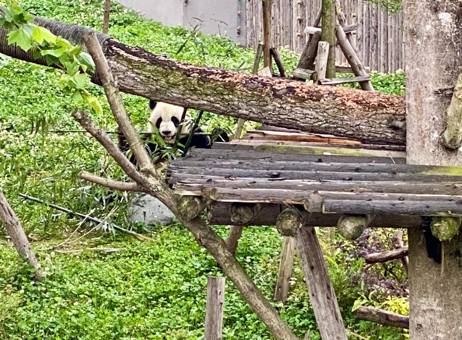 2024年汤尤杯| 成都随笔 带大家走一趟成都文化之旅