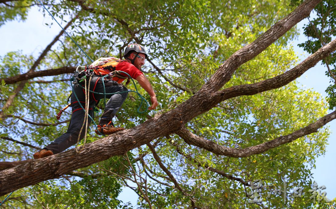 《星角摄》亚太8国51选手聚集关丹较量攀树功夫!