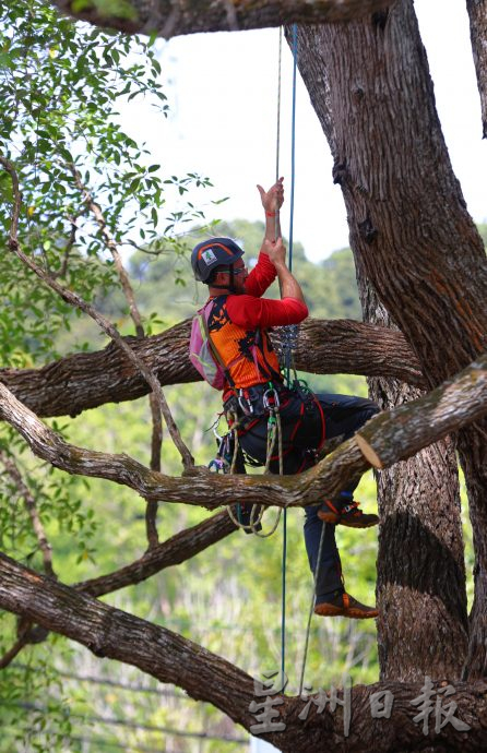 《星角摄》亚太8国51选手聚集关丹较量攀树功夫!