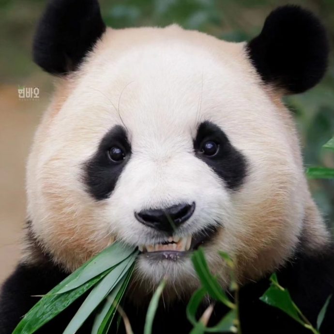 “福宝在韩国是多么快乐”点赞救出福宝连署 徐玄惹毛中粉:对你很失望