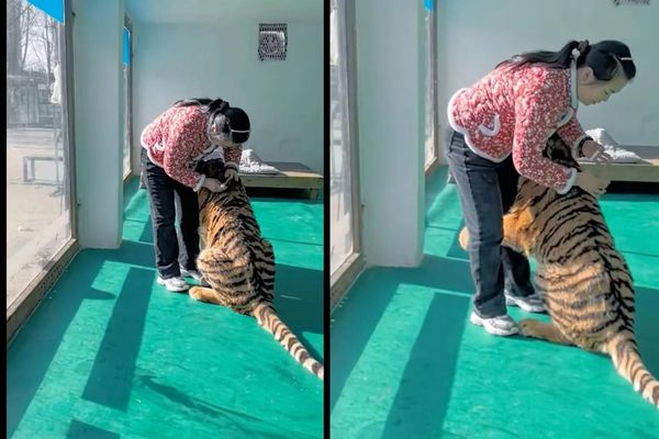 东北虎怕痛“环抱”奶妈腿 表情呆萌