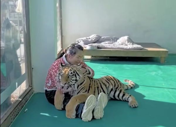 东北虎怕痛“环抱”奶妈腿 表情呆萌