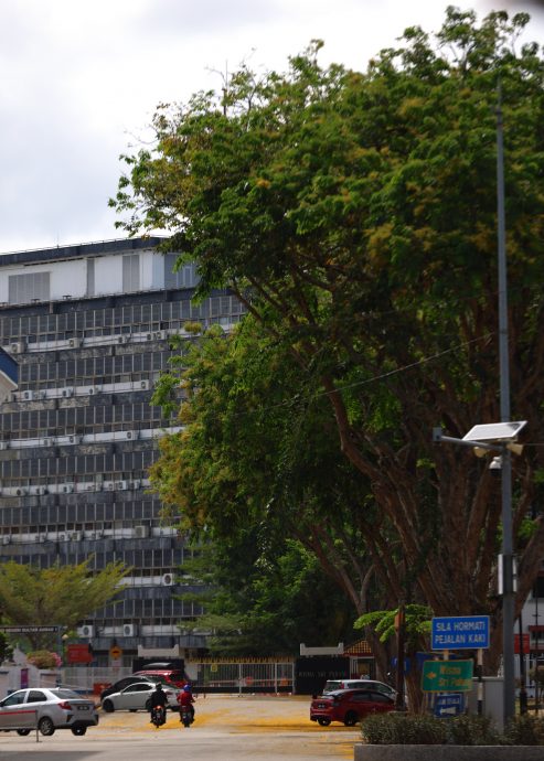 东：关丹市政厅年花35万令吉聘树艺师照顾450棵年过50年老树，确保安全不危公众。 