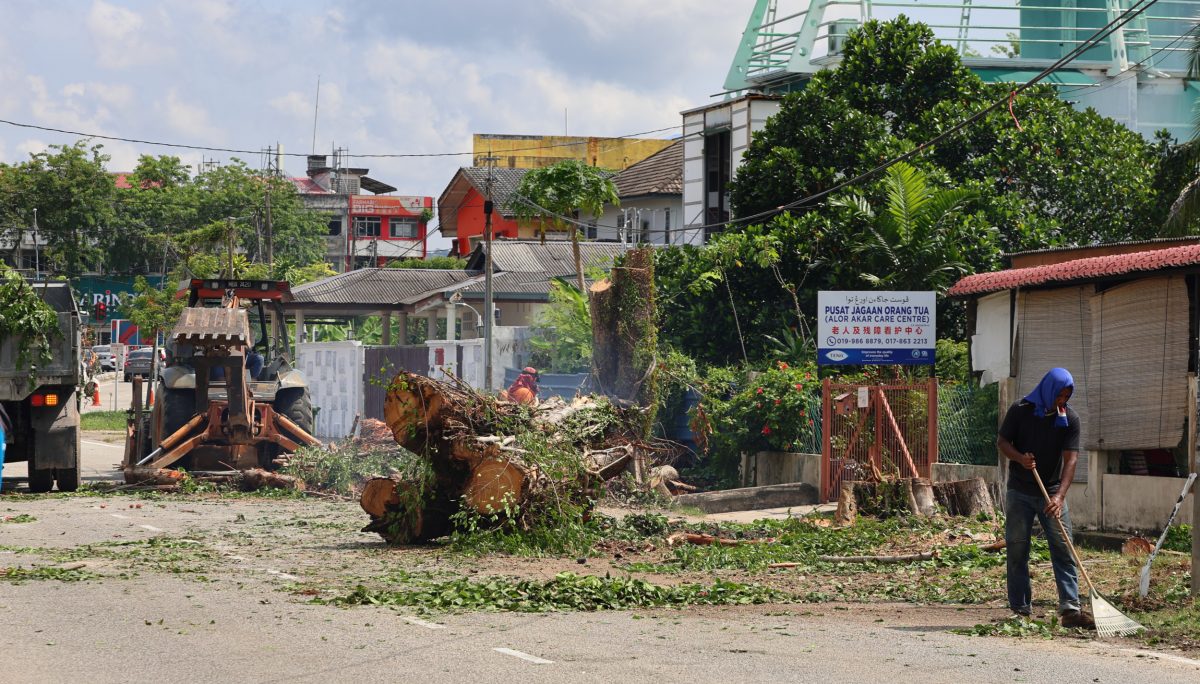 东：关丹市政厅年花35万令吉聘树艺师照顾450棵年过50年老树，确保安全不危公众。 