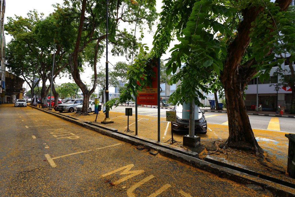 东：关丹市政厅年花35万令吉聘树艺师照顾450棵年过50年老树，确保安全不危公众。 