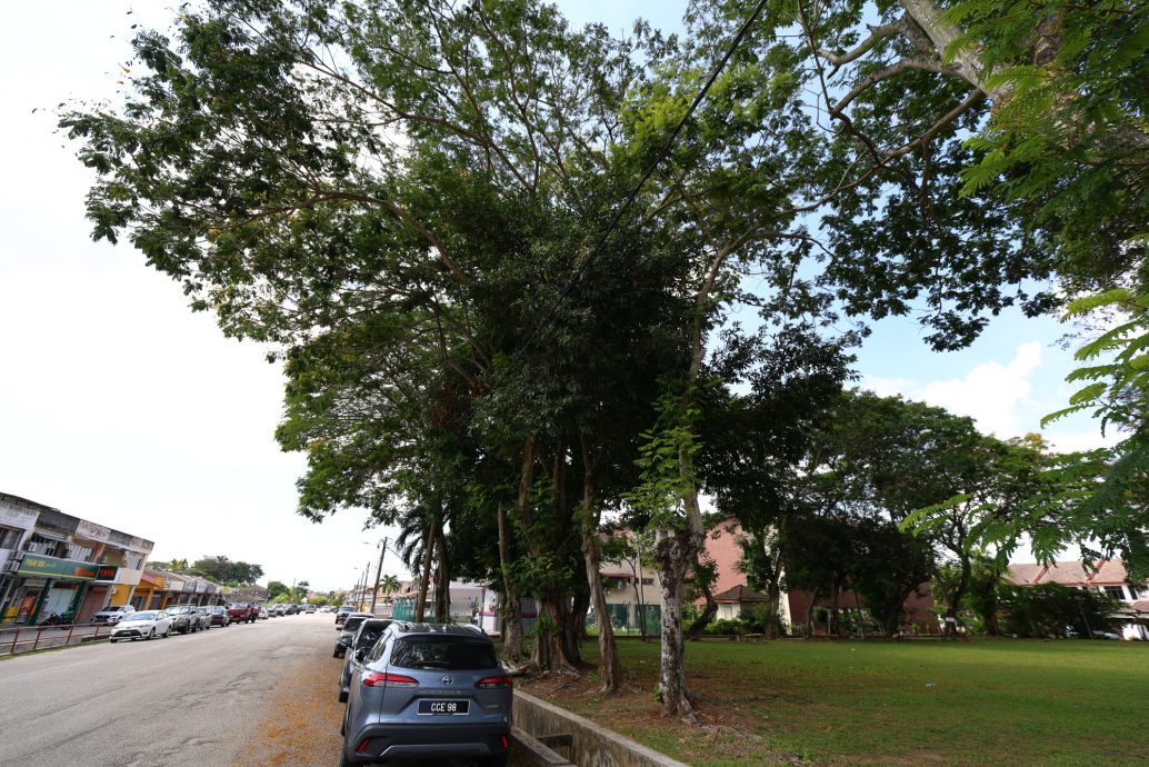 东：关丹市政厅年花35万令吉聘树艺师照顾450棵年过50年老树，确保安全不危公众。 