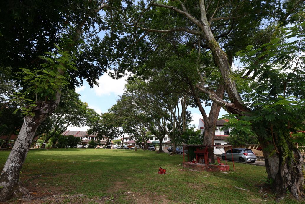 东：关丹市政厅年花35万令吉聘树艺师照顾450棵年过50年老树，确保安全不危公众。 