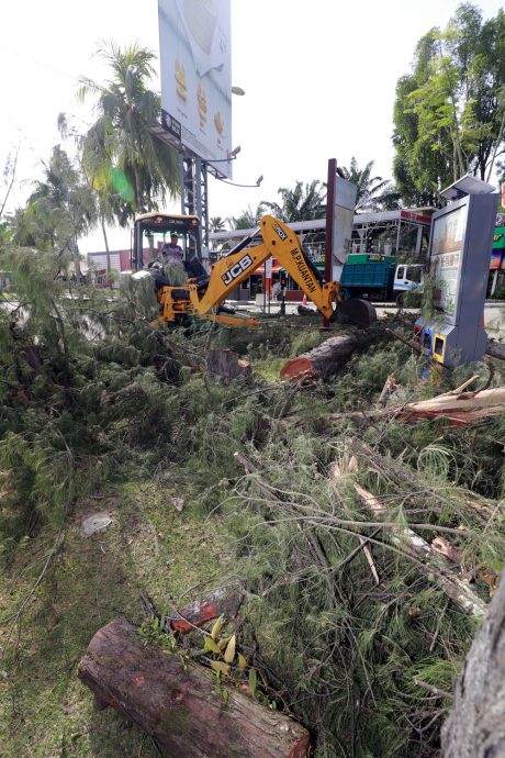 东：关丹市政厅年花35万令吉聘树艺师照顾450棵年过50年老树，确保安全不危公众。 