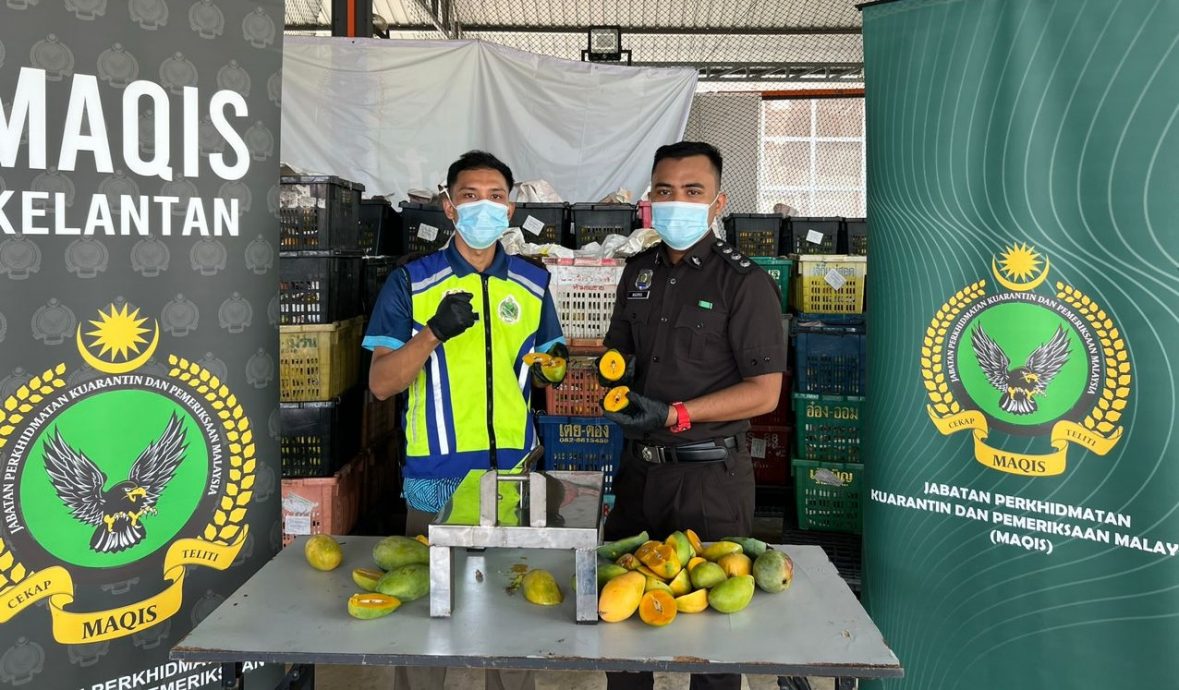东：大马检疫及检验局在兰斗班让关卡截下一批发现有象甲虫虫害的入口芒果,市值2万6000令吉。