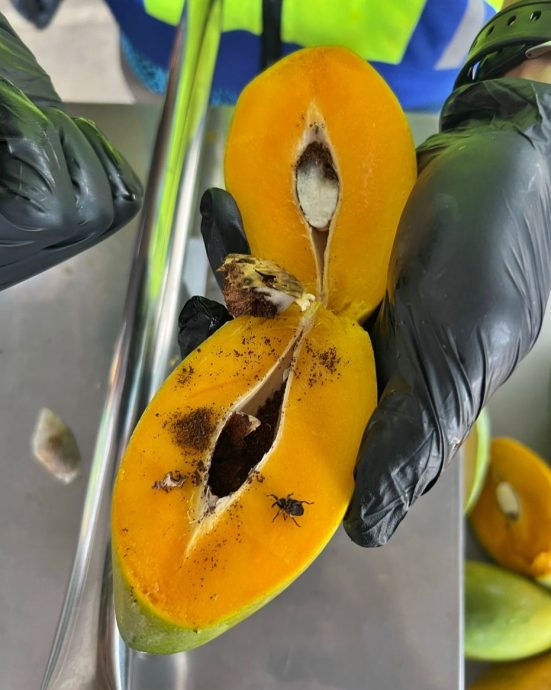 东：大马检疫及检验局在兰斗班让关卡截下一批发现有象甲虫虫害的入口芒果,市值2万6000令吉。