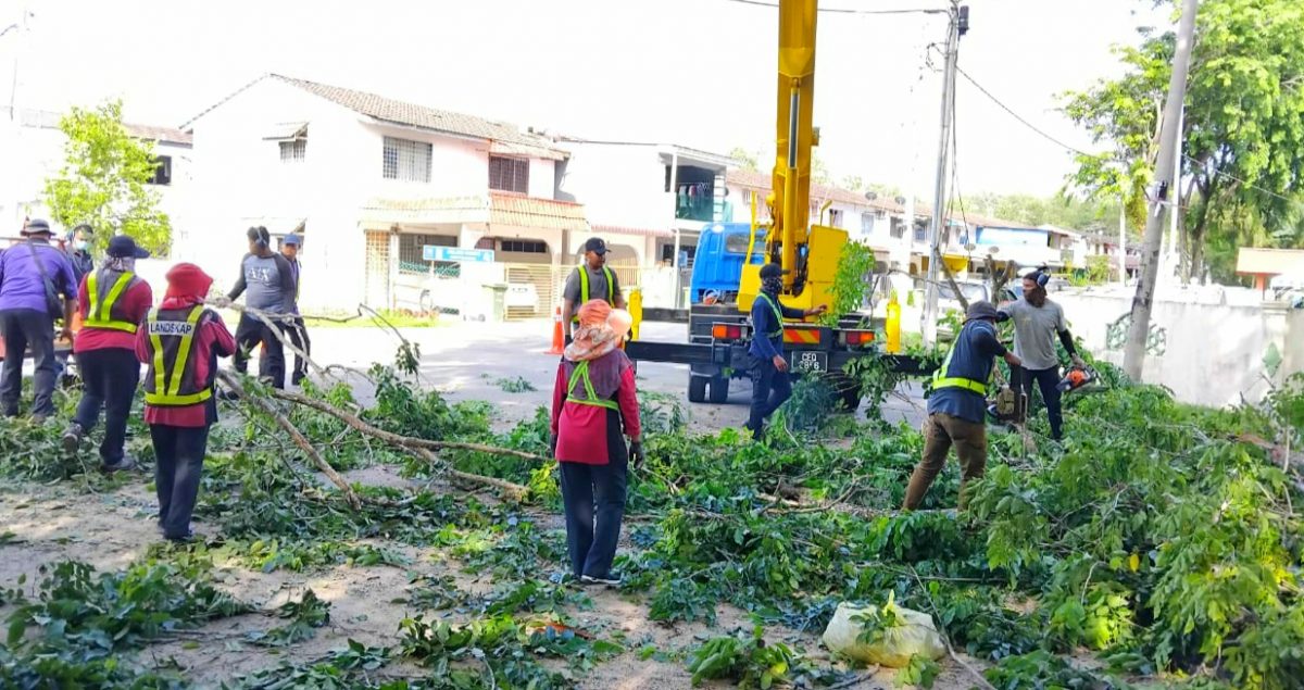 东:文德甲宝林园大路茂密树枝,市议会派员修砍