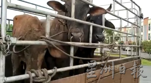 东:脸书群贴涉及警员偷牛及伤人指控 警方逮捕数人调查